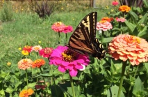 A happy butterfly among the zinnias.
