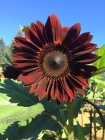 Moulin Rouge sunflower.