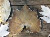 Squash leaf mold