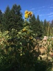 Late tall sunflowers