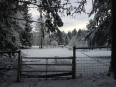 Snowy pasture.